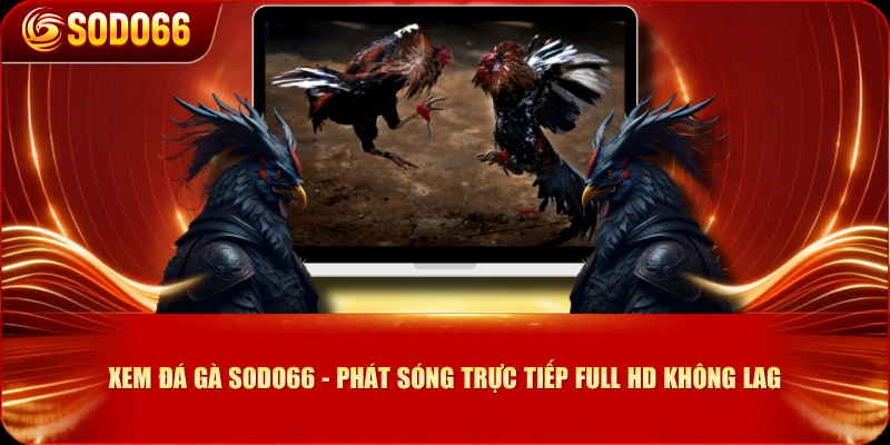 Xem Đá Gà SODO66 - Phát Sóng Trực Tiếp Full HD Không Lag